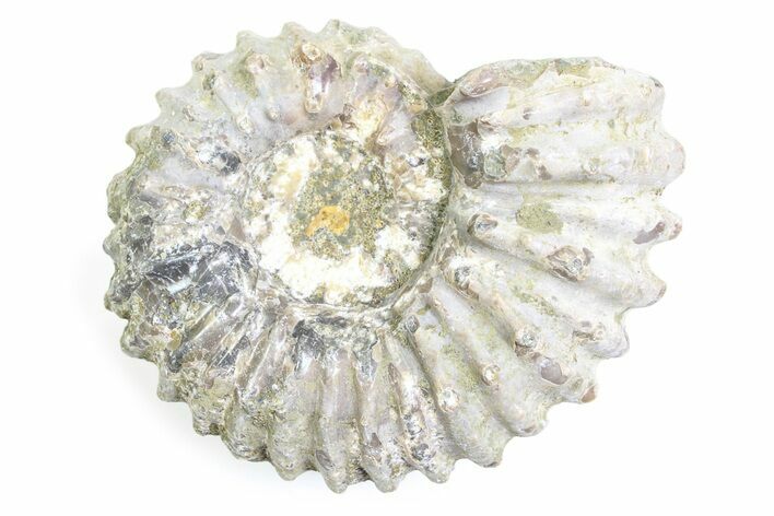 Bumpy Ammonite (Douvilleiceras) Fossil - Madagascar #361216